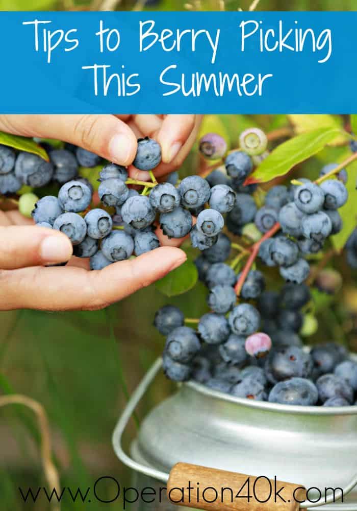 Tips For Berry Picking This Summer