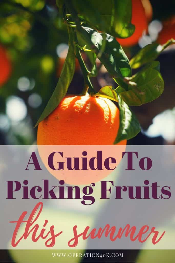 A Guide to Picking Fruits This Summer