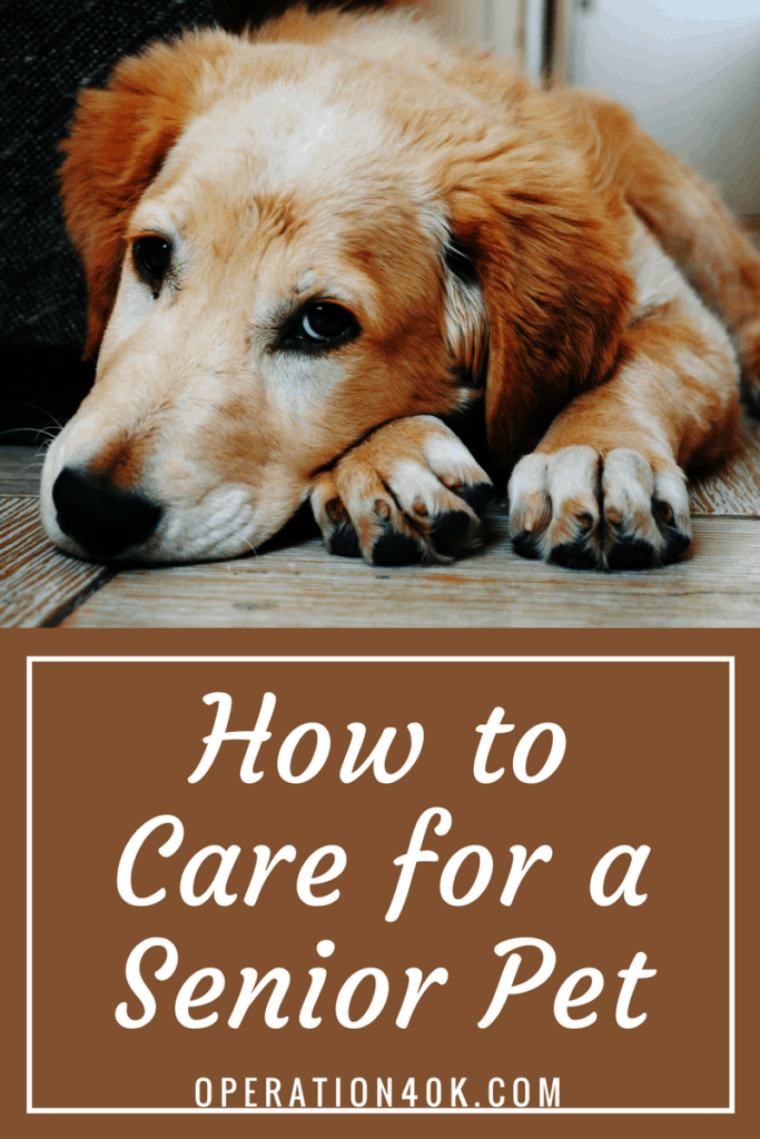 How to Care for a Senior Pet