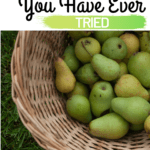 This deacades old family recipe for pear butter is what our family calls pear honey. It is beyond delicious and with only 3 ingredients? Easy to make. #pearbutter #pearhoney #pearrecipe