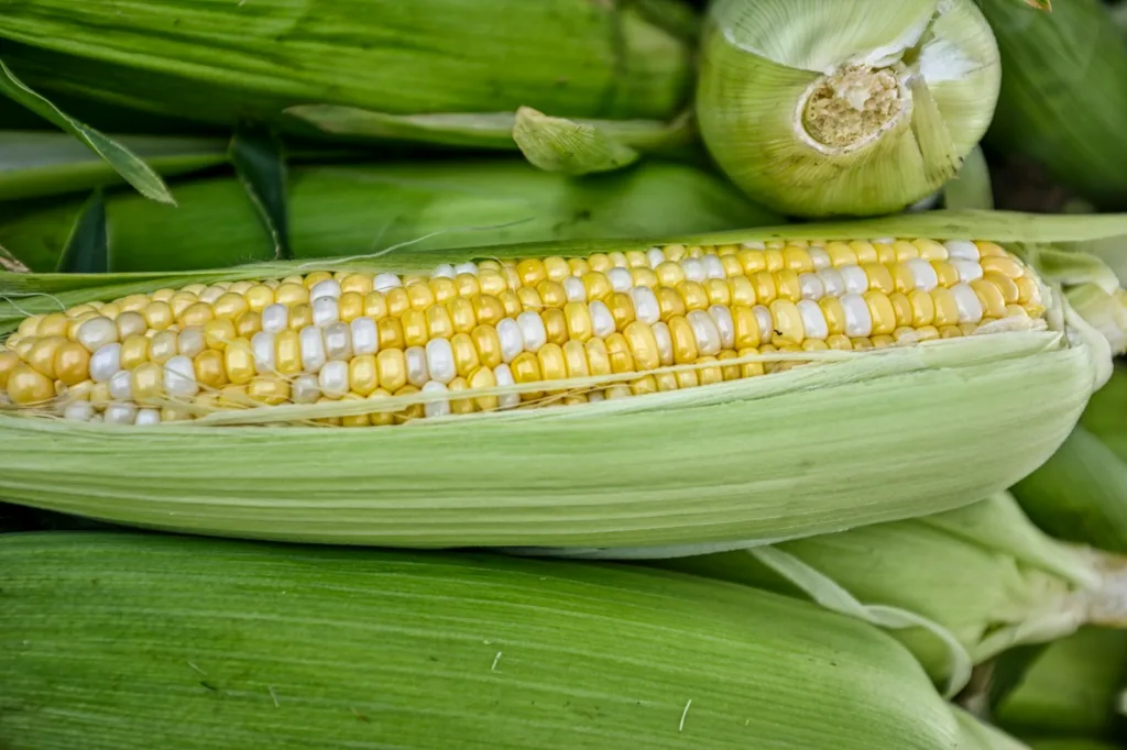 Corn on the Cob Dinner Ideas: Easy and Delicious Recipes - Operation $40K